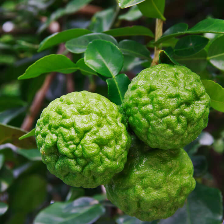 Kaffir_Lime1.jpg