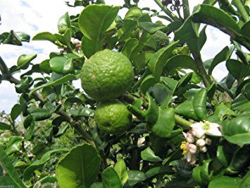 Kaffir_Lime3.jpg