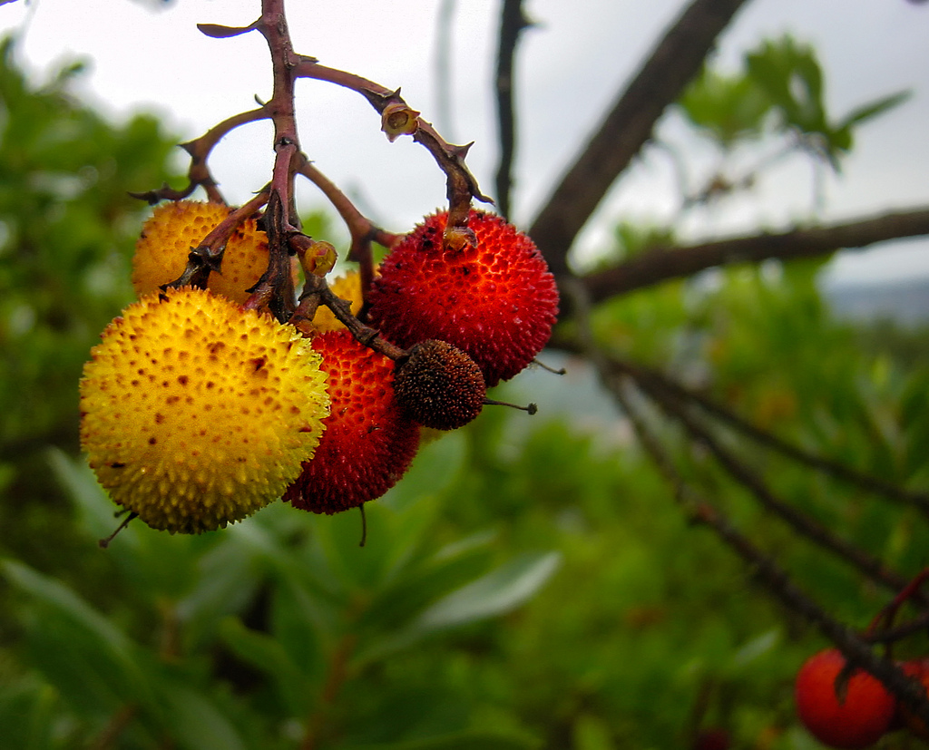 MADRONE1.jpg