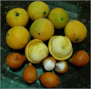 MexicanMangosteen2.jpg