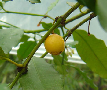 MexicanMangosteen3.jpg