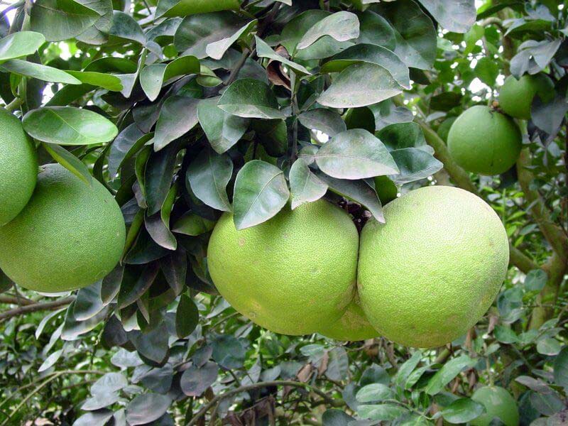 Pomelo1.jpg