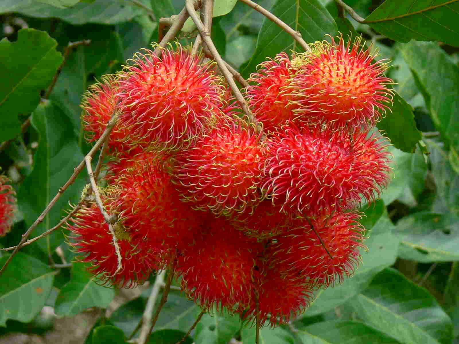 RAMBUTAN0.jpg
