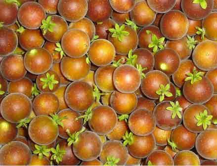 Tropical-apricot.jpg