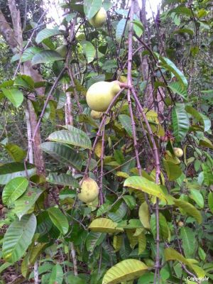 Willughbeia_sarawakensis3.jpg