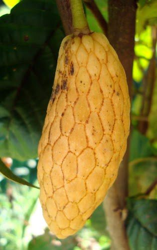 annona_conica2.jpg