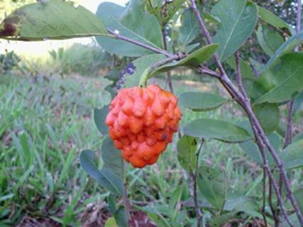 annona_cornifolia1.jpg