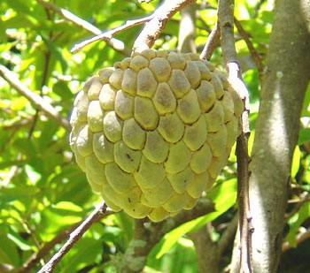 annona_cornifolia3.jpg