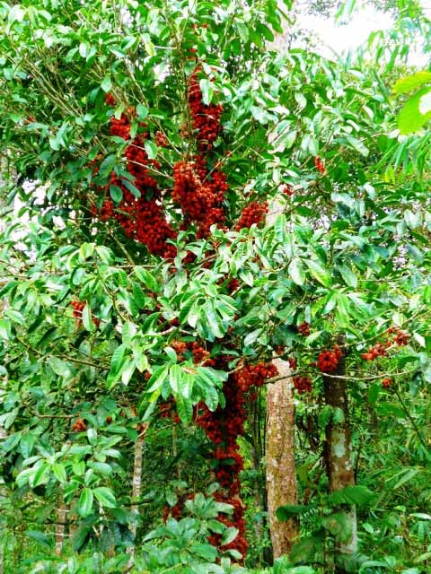 belimbing-darah-tree.jpg