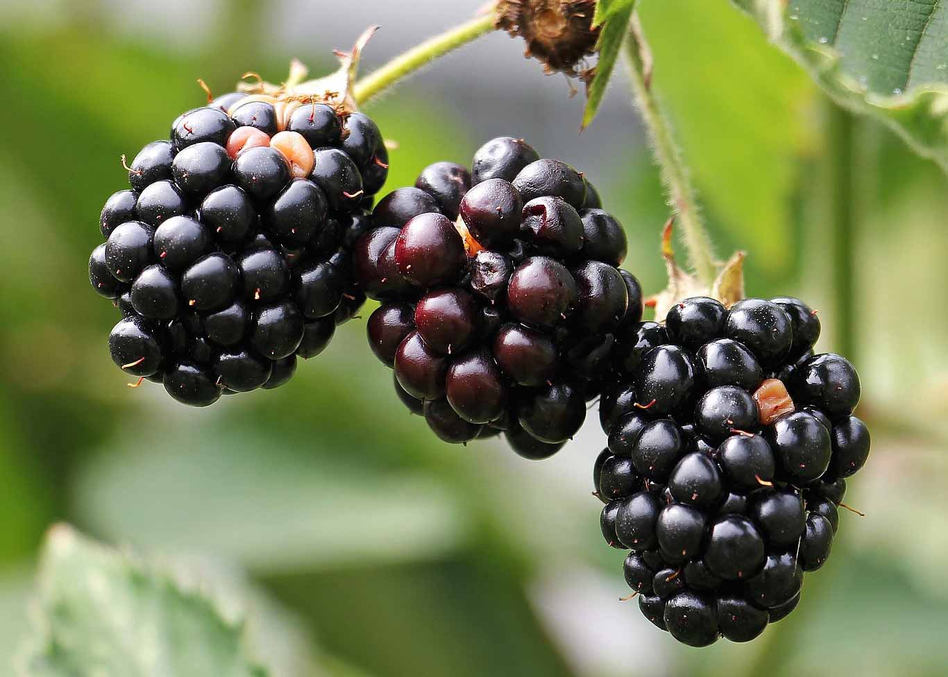 blackberries.jpg