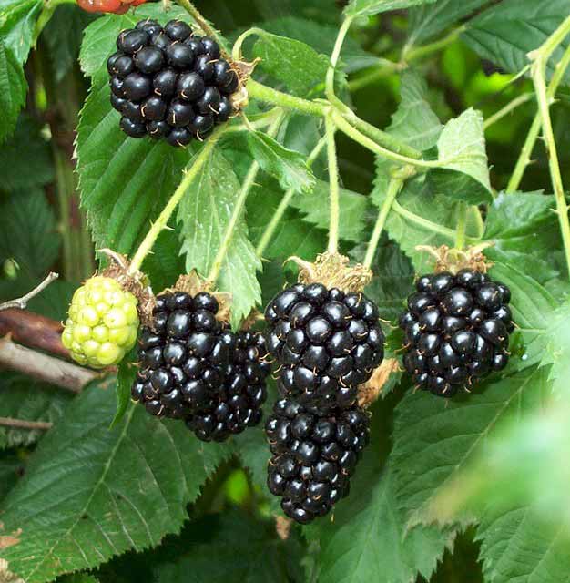 blackberrycluster.jpg