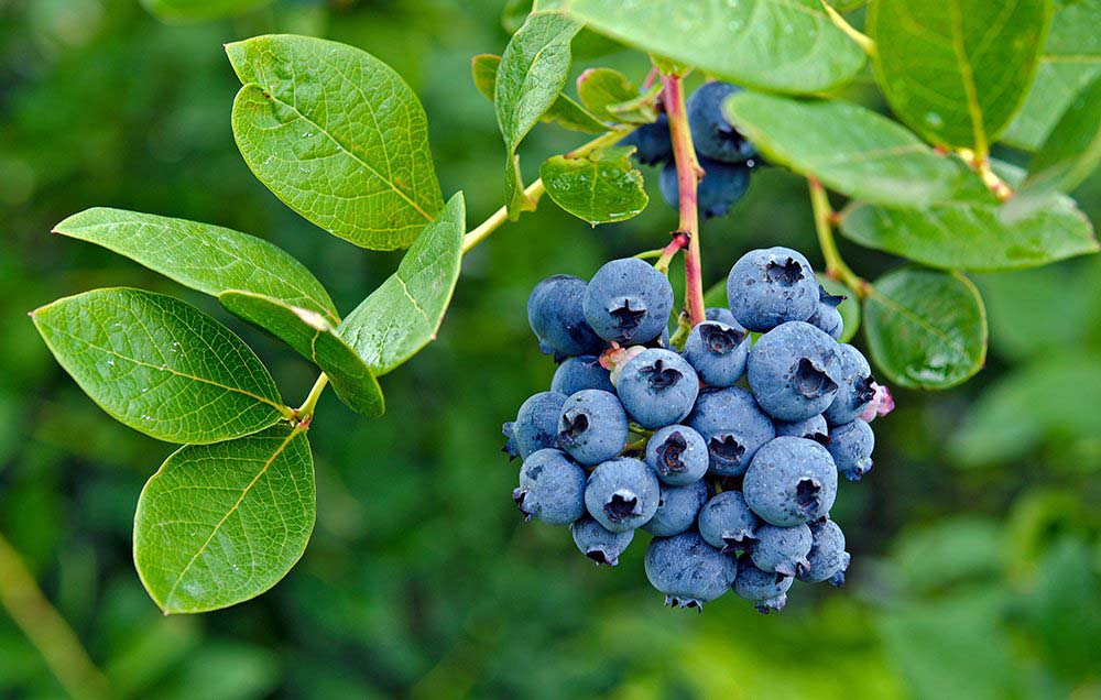 blueberry2.jpg