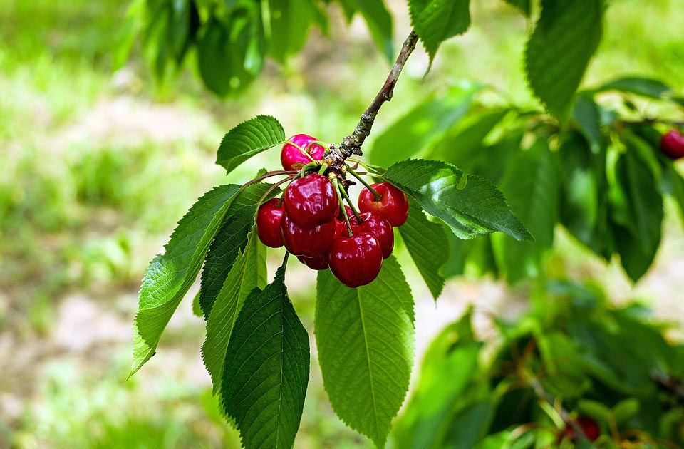 cherry2.jpg