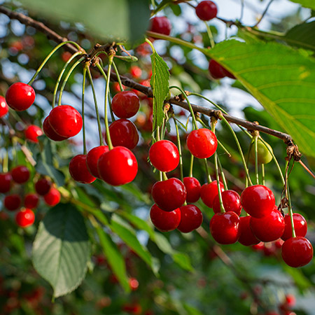 cherry3.jpg