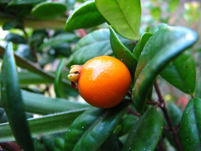 eugenia-koolauensis2.jpg