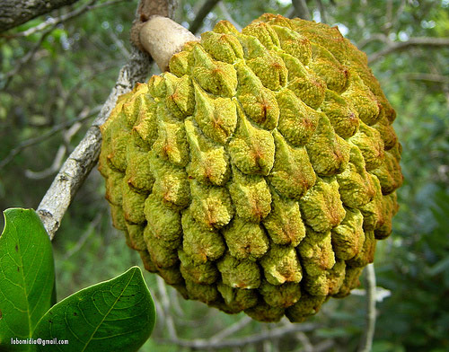 inet_Annona_crassiflora1.jpg