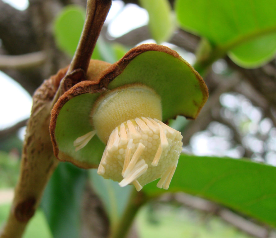 inet_Annona_crassiflora_flower.jpg