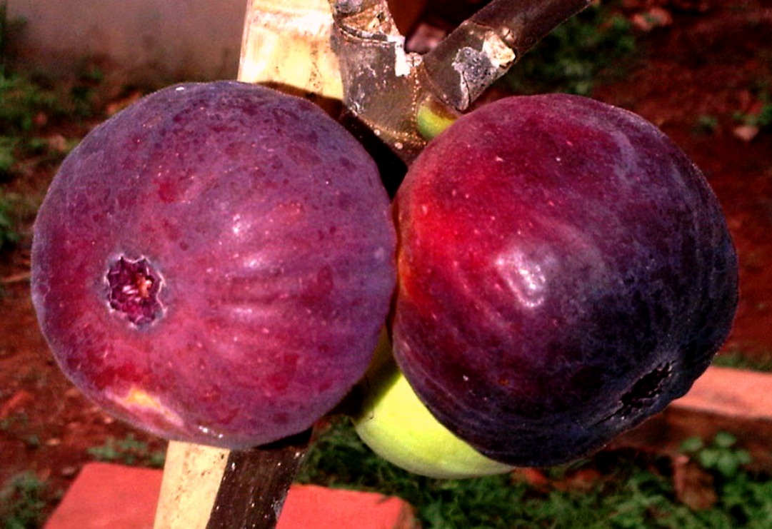 israel_fig_fruit.jpg