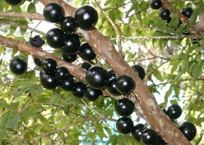 jaboticaba2.jpg