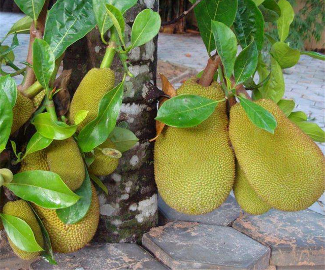 jackfruit11.jpg