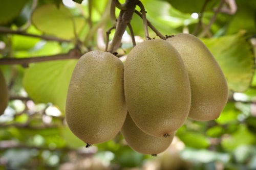 kiwifruit2.jpg
