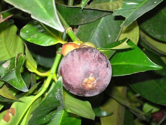 mangosteen.jpg