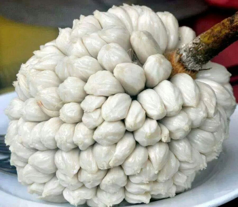 marang.jpg