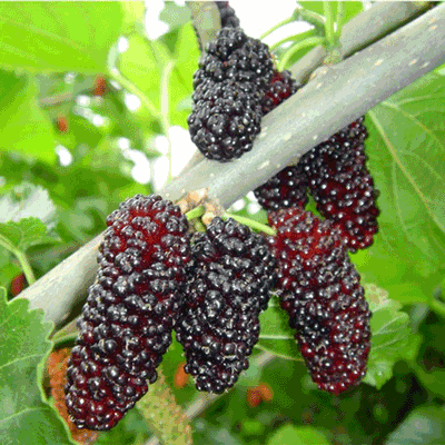 mulberry4.gif