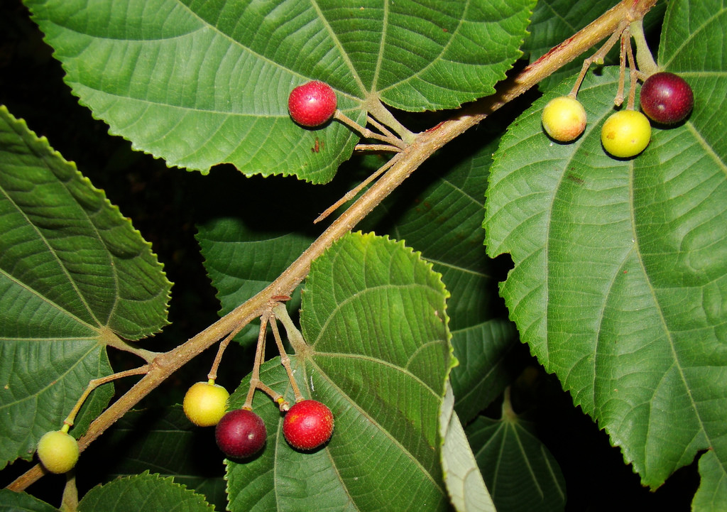 phalsa03.jpg