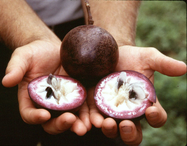 purple_star_apple1.jpg