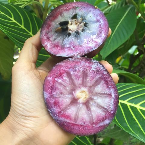 purple_star_apple3.jpg