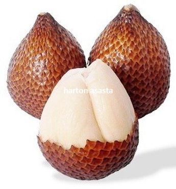 salak1.jpg