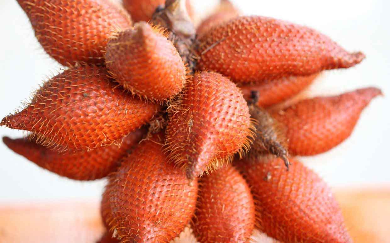 salak_red.jpg