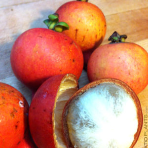 seashoremangosteen1.jpg