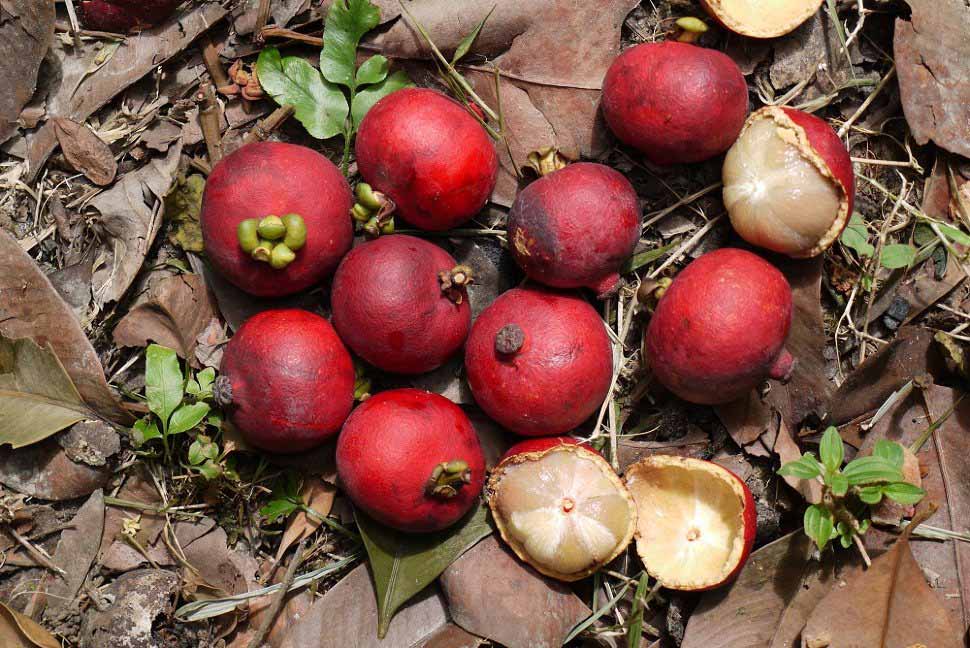 seashoremangosteen3.jpg