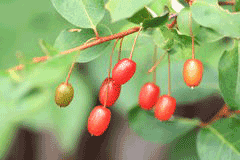 silverberry1.gif