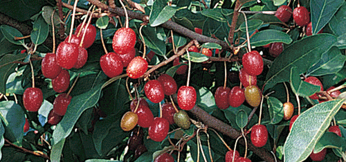 silverberry2.gif