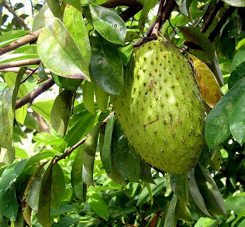 soursop2.jpg