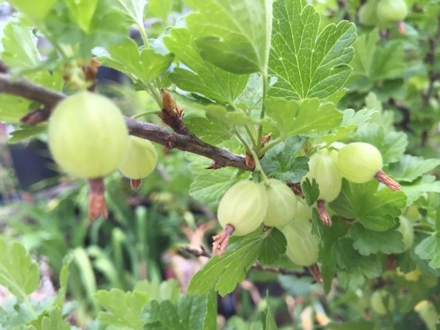 variegated_gooseberry.jpg