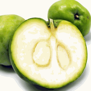 whitesapote.gif