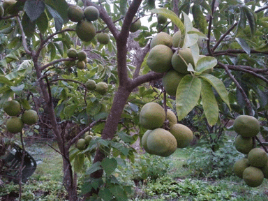 whitesapote1.gif