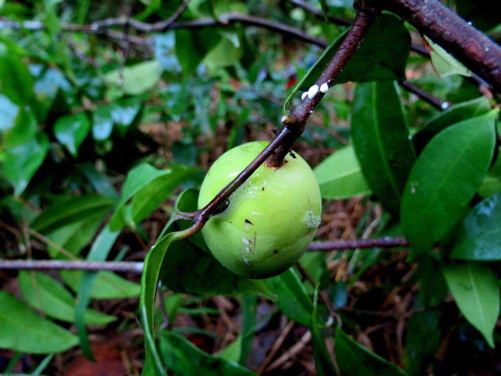 willughbeia_angustifolia2.jpg