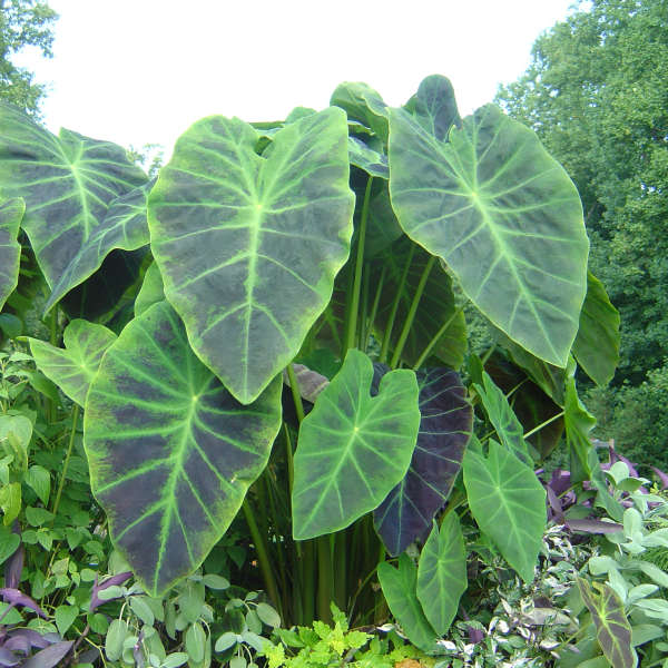 Colocasia.jpg