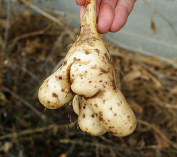 Wild_yam_japanese_tuber.jpg