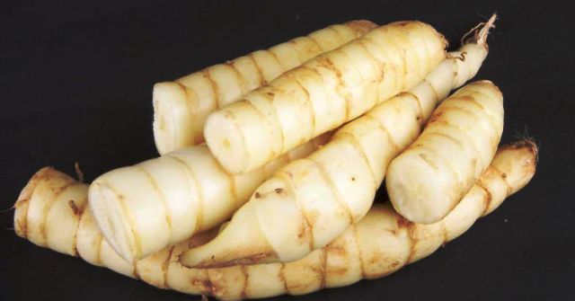 arrowroot1.jpg