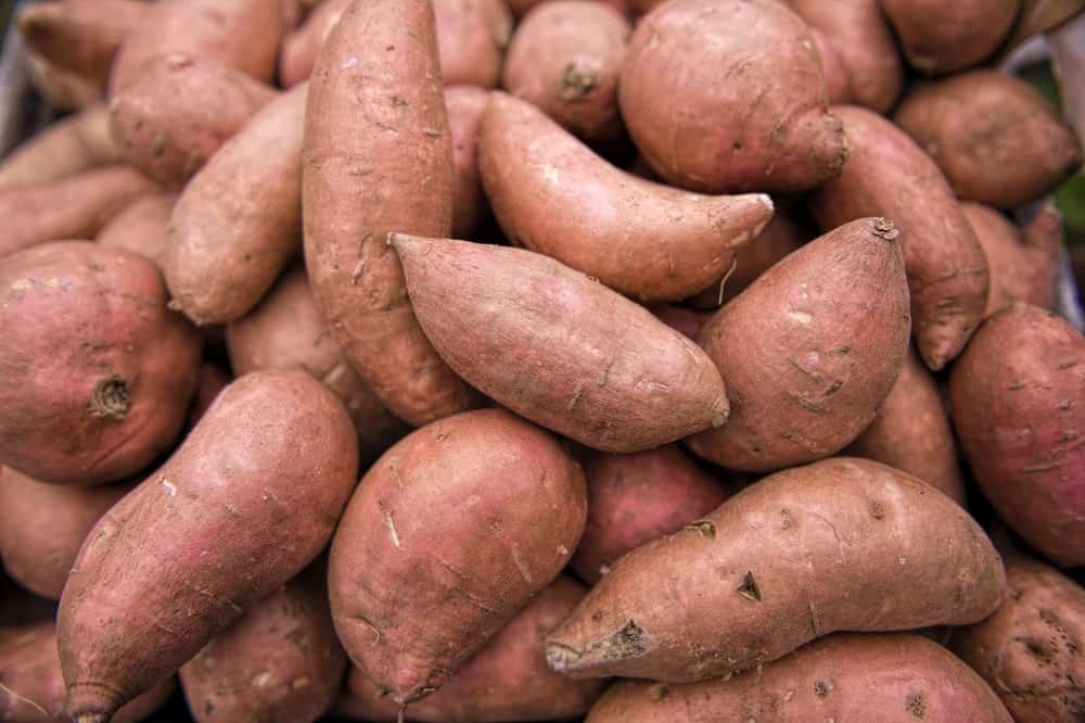 beauregard-sweet-potatoes.jpg