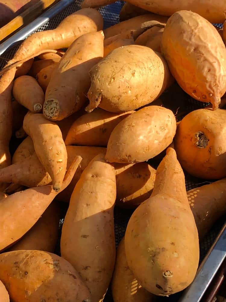 carolina-bunch-sweet-potatoes.jpg