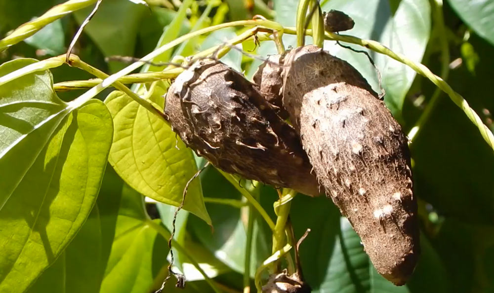 dioscorea-alata3.jpg